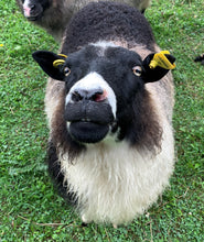 Load image into Gallery viewer, Freyja &amp; Jujube - Medium Grey/Brown Icelandic Lopi - Kimber Valley Farms

