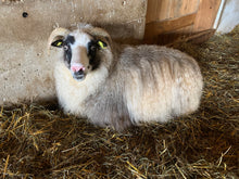 Load image into Gallery viewer, Hopscotch - Premium Grey Icelandic Roving - Kimber Valley Farms
