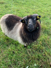 Load image into Gallery viewer, Jujube &amp; Iceland - Premium Brown Grey Icelandic Roving - Kimber Valley Farms
