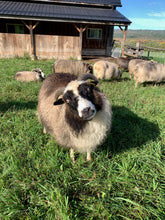 Load image into Gallery viewer, Jujube &amp; Iceland - Medium Grey/Brown Icelandic Lopi - Kimber Valley Farms
