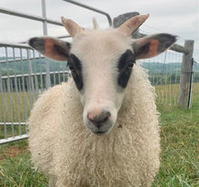 Load image into Gallery viewer, Milkshake &amp; Marshmallow - Premium White Icelandic Roving - Kimber Valley Farms
