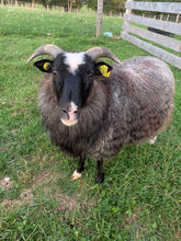 Load image into Gallery viewer, Indigo &amp; Jax - Medium Grey Icelandic Lopi - Kimber Valley Farms
