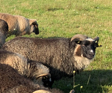 Load image into Gallery viewer, Raw Fleece - Ireland - Kimber Valley Farms
