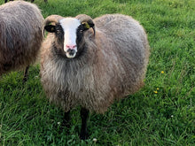 Load image into Gallery viewer, Iroll &amp; Jax - Grey Icelandic Lopi - Kimber Valley Farms
