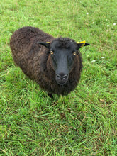 Load image into Gallery viewer, Jonnie &amp; Irene - Dark Brown Icelandic Roving - Kimber Valley Farms
