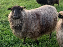 Load image into Gallery viewer, Kupcake &amp; Joplin - Medium Grey Icelandic Lopi Yarn - Kimber Valley Farms
