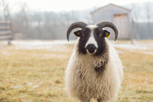 Load image into Gallery viewer, Inka &amp; Idgy - Premium Light Tan Icelandic Roving - Kimber Valley Farms
