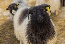 Load image into Gallery viewer, Jujube &amp; Iceland - Medium Grey/Brown Icelandic Lopi - Kimber Valley Farms
