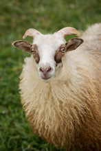 Load image into Gallery viewer, Felted Fleece - Kit Kat - Kimber Valley Farms
