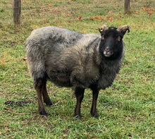 Load image into Gallery viewer, Kupcake - Kimber Valley Farms
