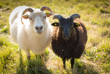 Load image into Gallery viewer, Sheep Postcards - Kimber Valley Farms
