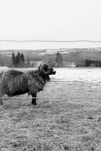 Load image into Gallery viewer, Sheep Postcards - Kimber Valley Farms
