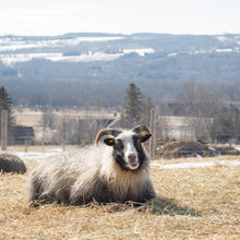 Load image into Gallery viewer, Elsa &amp; Hope - Grey Icelandic Lopi Yarn - Kimber Valley Farms
