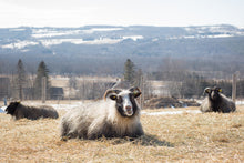 Load image into Gallery viewer, Sheep Postcards - Kimber Valley Farms
