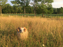 Load image into Gallery viewer, Sheep Postcards - Kimber Valley Farms
