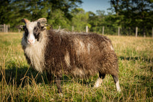 Load image into Gallery viewer, Sheep Postcards - Kimber Valley Farms
