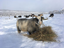 Load image into Gallery viewer, Sheep Postcards - Kimber Valley Farms

