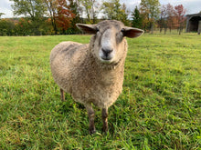Load image into Gallery viewer, All Season Poncho - 2 Point - Kimber Valley Farms
