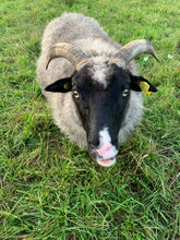 Load image into Gallery viewer, Iroll - Light Grey Icelandic Lopi - Kimber Valley Farms

