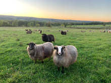 Load image into Gallery viewer, Sheep Postcards - Kimber Valley Farms
