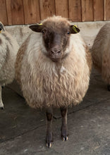 Load image into Gallery viewer, Indy - Felted Fleece Pillow - Kimber Valley Farms
