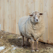Load image into Gallery viewer, Cream DK - Cookie Dough - Kimber Valley Farms

